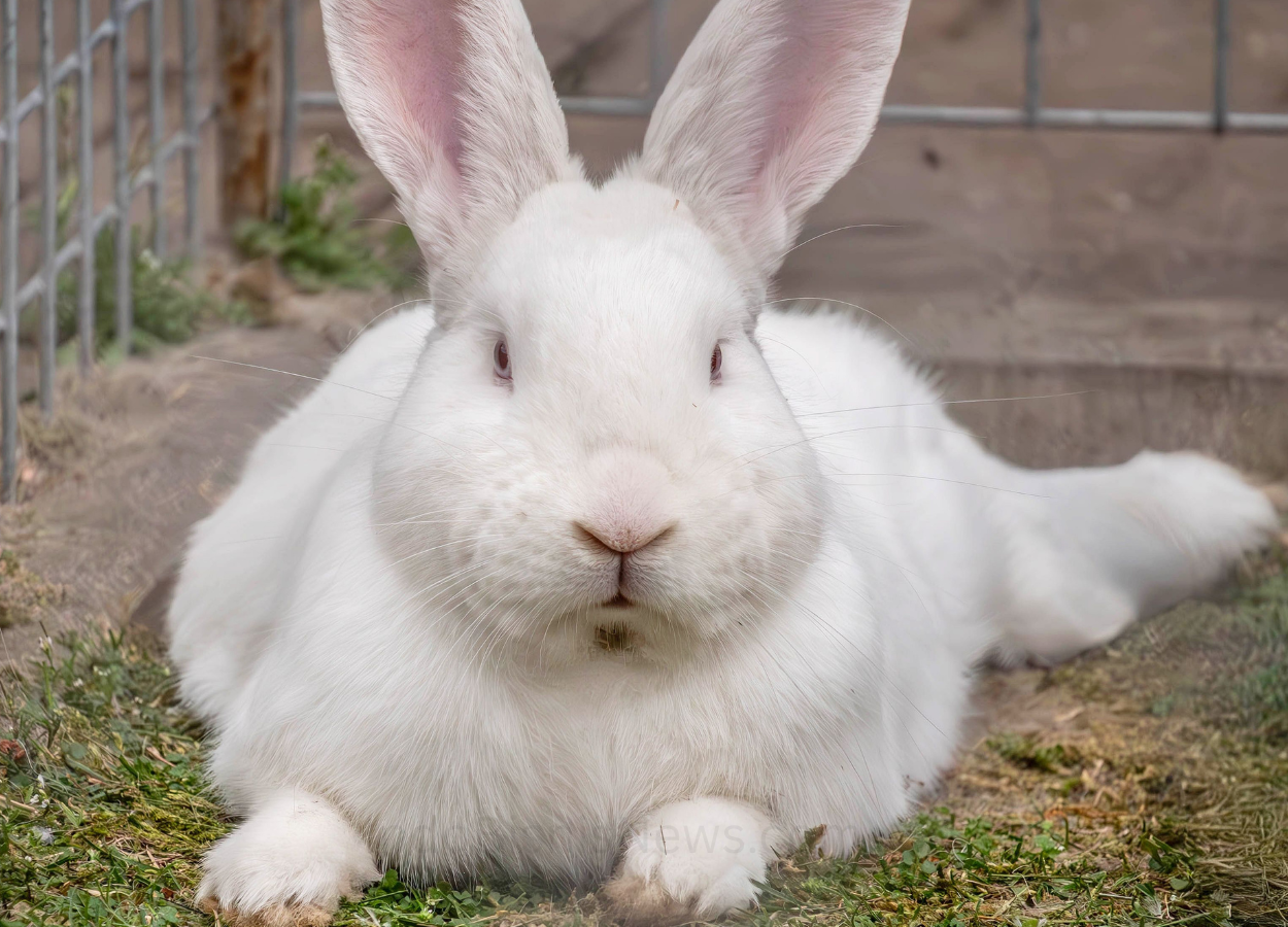 Pemprov DKI Hentikan Operasional White Rabbit PIK Usai Kasus Narkoba - IndoBisnisNews.com